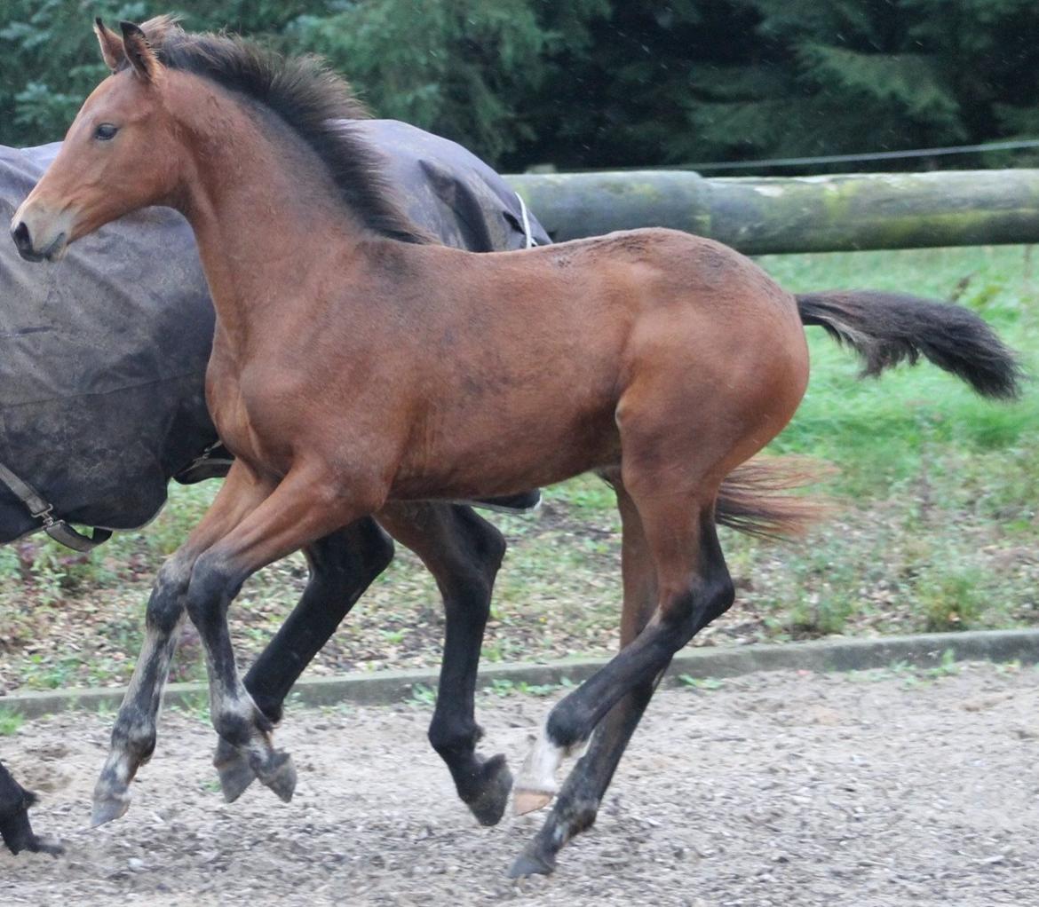 Dansk Varmblod Grangårdens duranus (SOLGT) - Oktober 15 godt 4 måneder billede 19