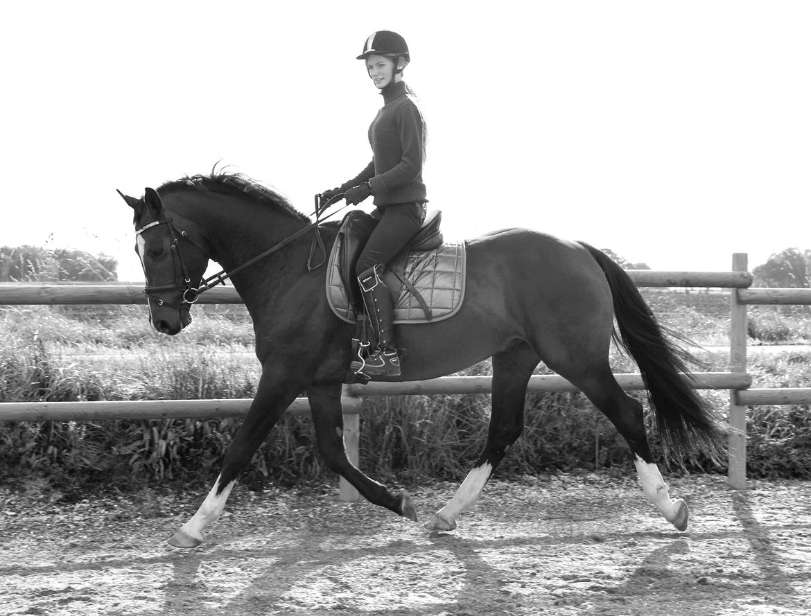 Dansk Varmblod Tm Beat The Clock billede 16