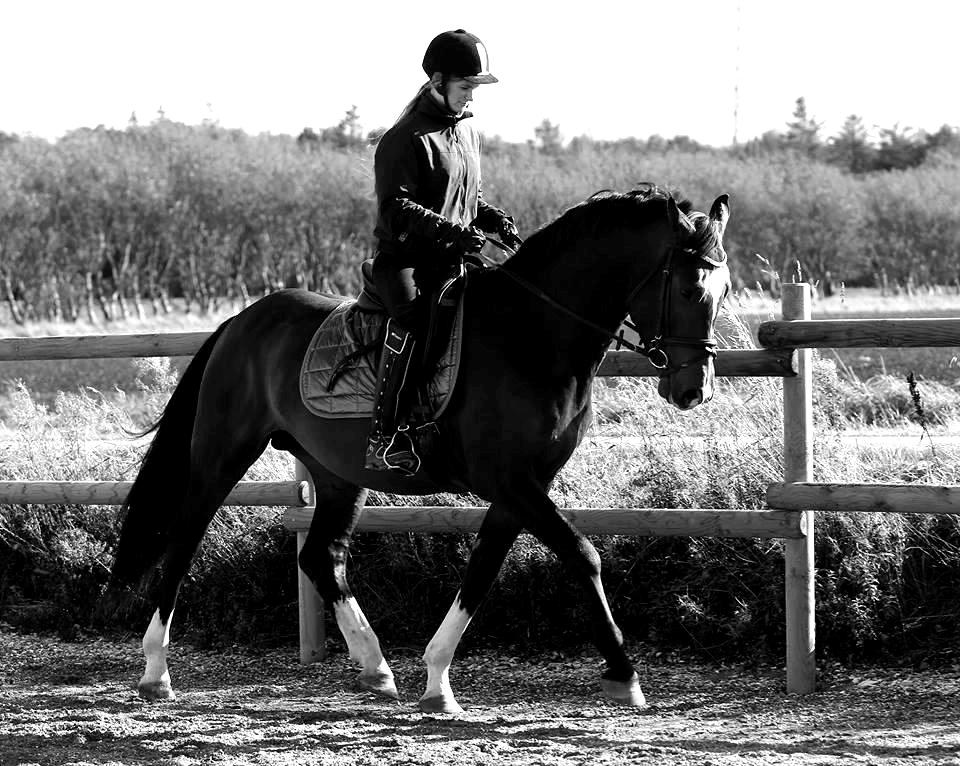 Dansk Varmblod Tm Beat The Clock billede 17