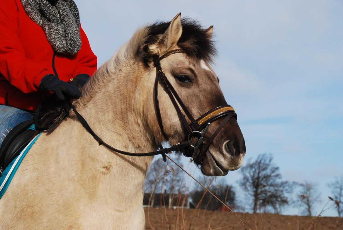 Konik Polski Lima billede 6