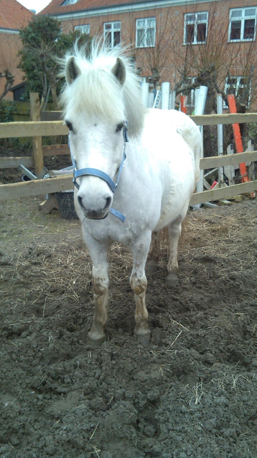 Anden særlig race Sugar Babe - pjuskede pony <3 billede 7