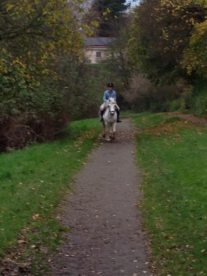 Anden særlig race Sugar Babe billede 3