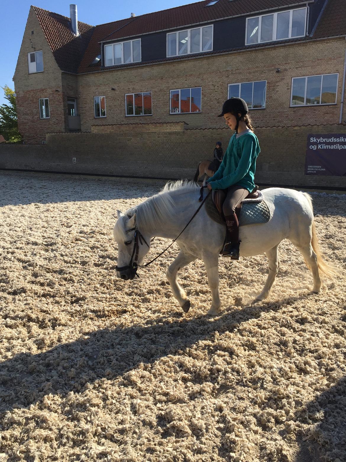 Anden særlig race Sugar Babe billede 11