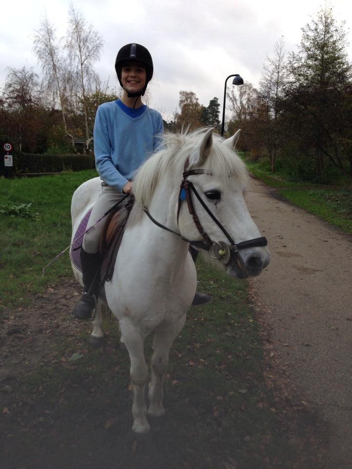 Anden særlig race Sugar Babe billede 16