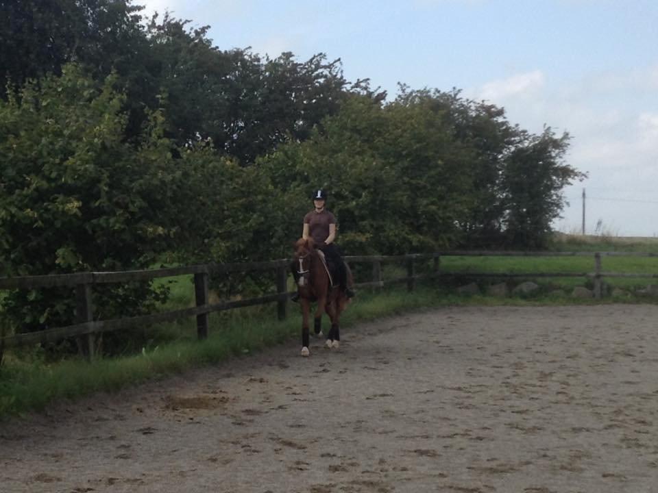 DSP Sønderskovs Cayenne - Og galop billede 2