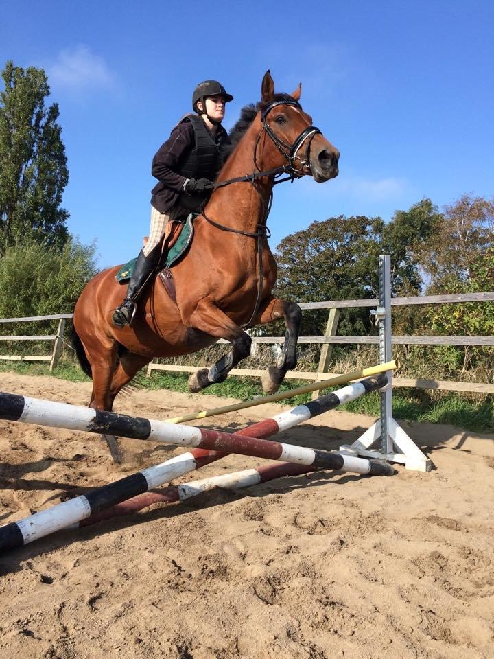 Dansk Varmblod Mon Cheri billede 2