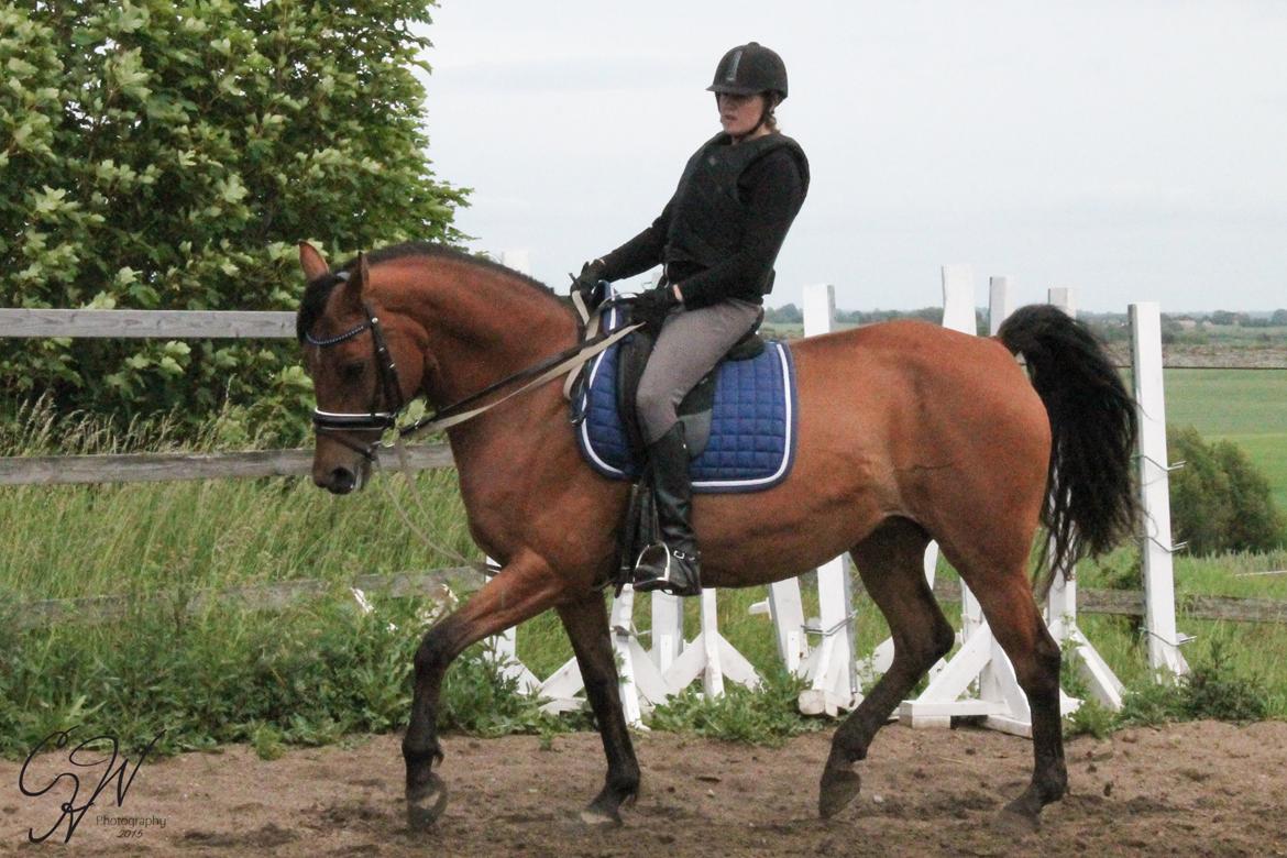 Dansk Varmblod Mon Cheri billede 5