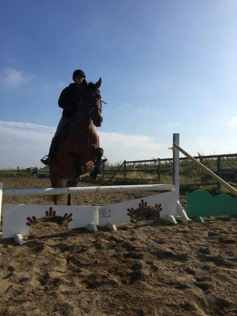 Dansk Varmblod Mon Cheri billede 9