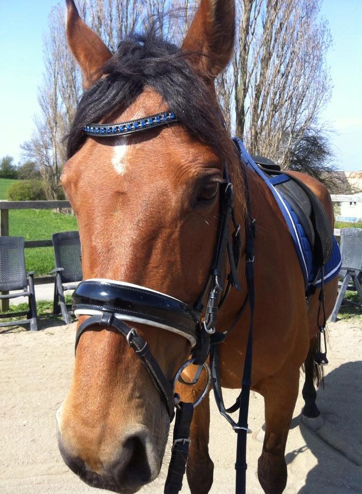 Dansk Varmblod Mon Cheri billede 6