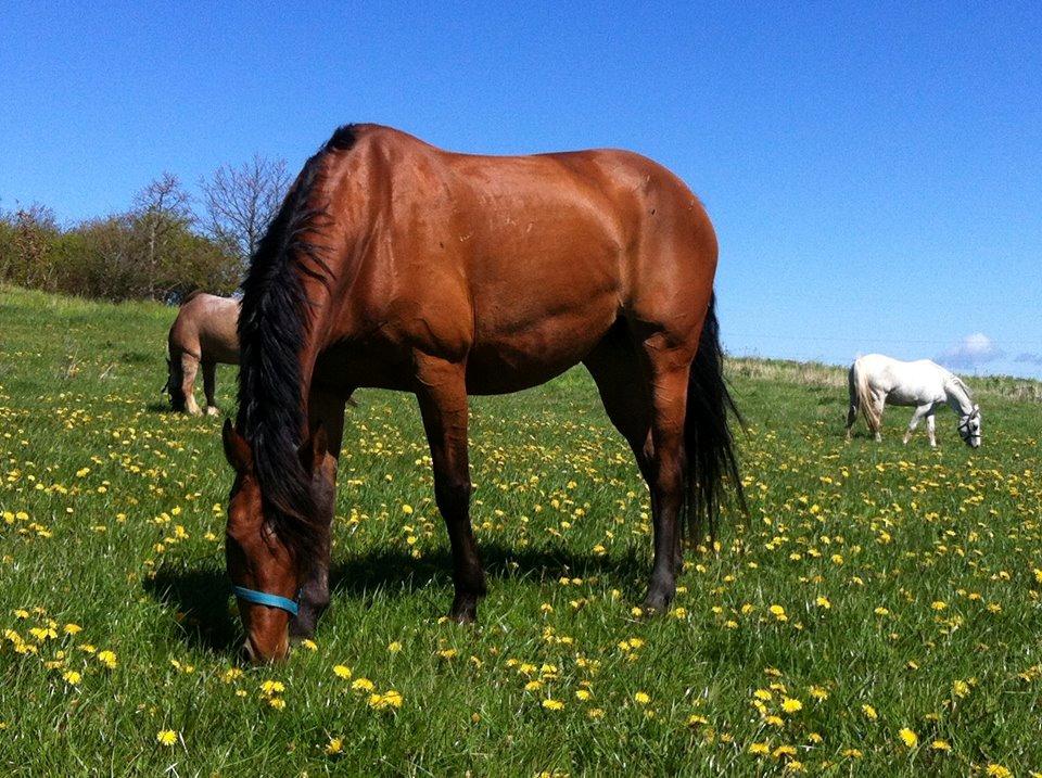 Dansk Varmblod Mon Cheri billede 7