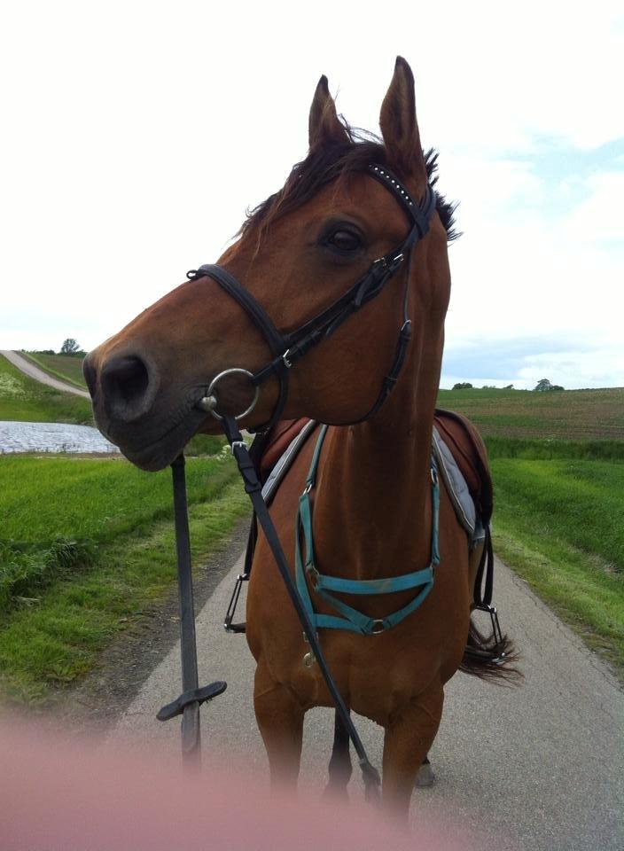 Dansk Varmblod Mon Cheri billede 8