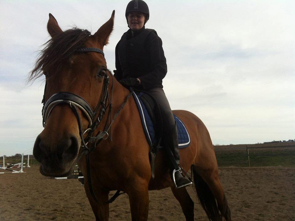 Dansk Varmblod Mon Cheri billede 1