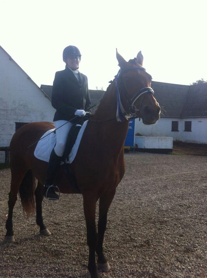 Dansk Varmblod Mon Cheri billede 3