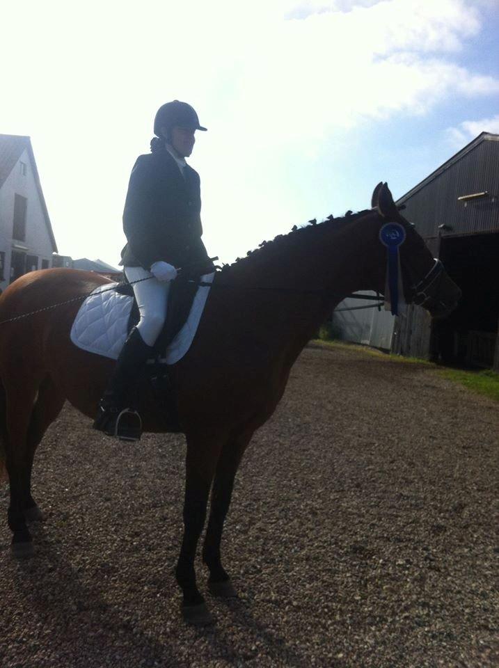 Dansk Varmblod Mon Cheri billede 4