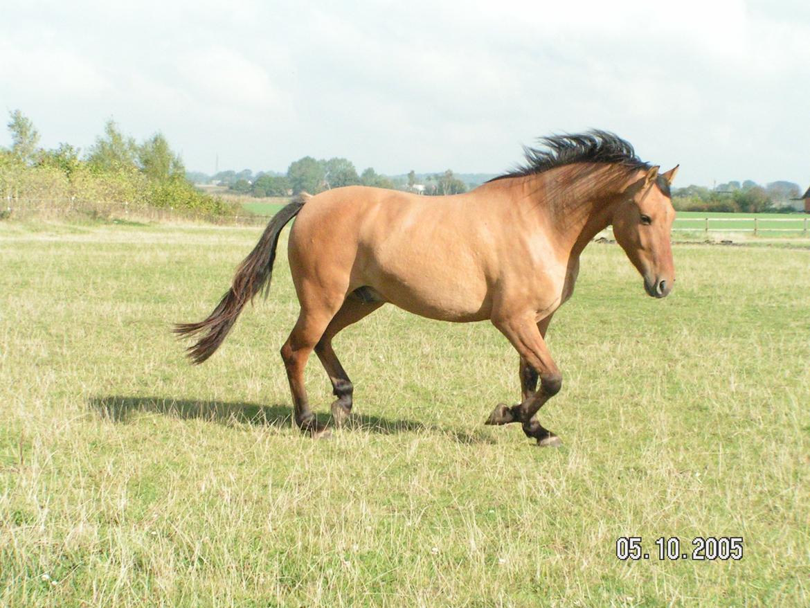 Anden særlig race Callime (Død 2010) billede 39