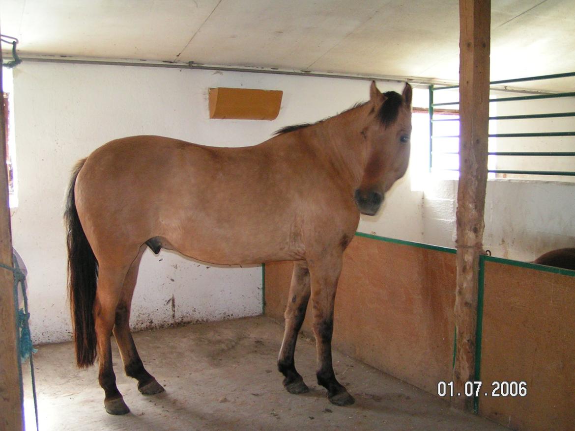 Anden særlig race Callime (Død 2010) billede 36