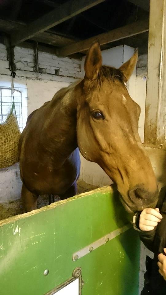 Fuldblod (XX) Pingus - Der kom hurtigt ro på, så håber at det var en stille og rolig første nat. billede 6