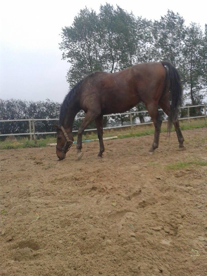 Fuldblod (XX) Pingus - Han køler lidt ned, inden han skal føres sammen med e andre heste. billede 2