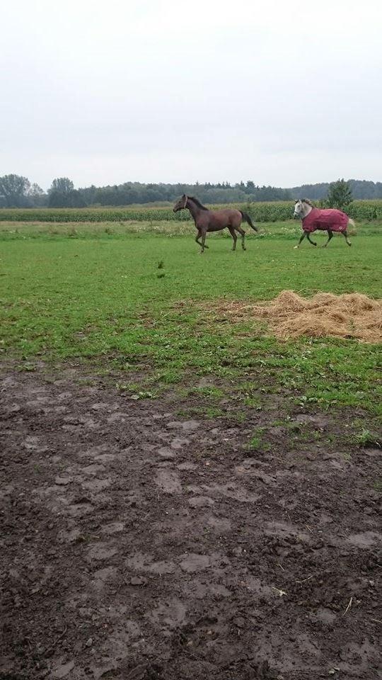 Fuldblod (XX) Pingus - Så er de bleet ført sammen. billede 4