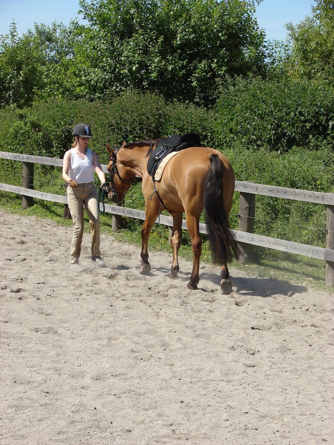 Anden særlig race Callime (Død 2010) billede 25