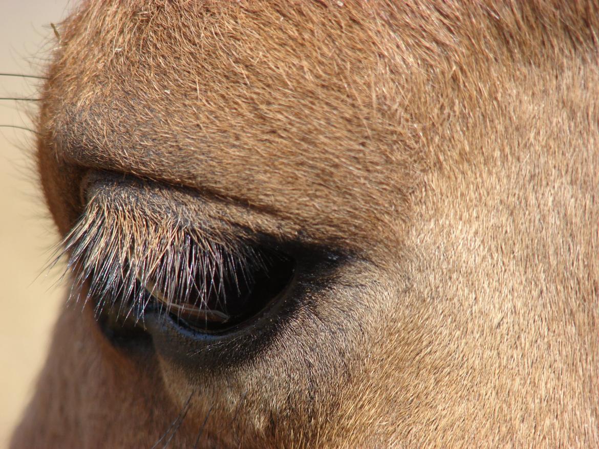 Anden særlig race Callime (Død 2010) billede 19
