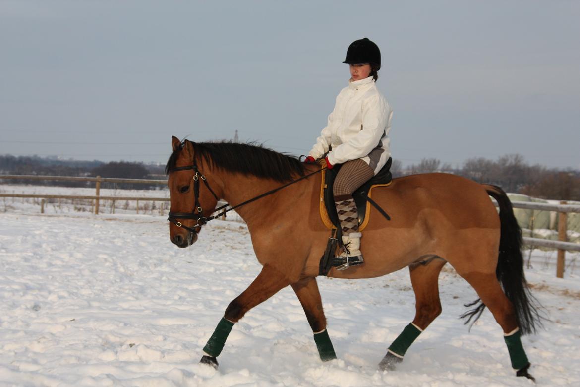 Anden særlig race Callime (Død 2010) billede 8