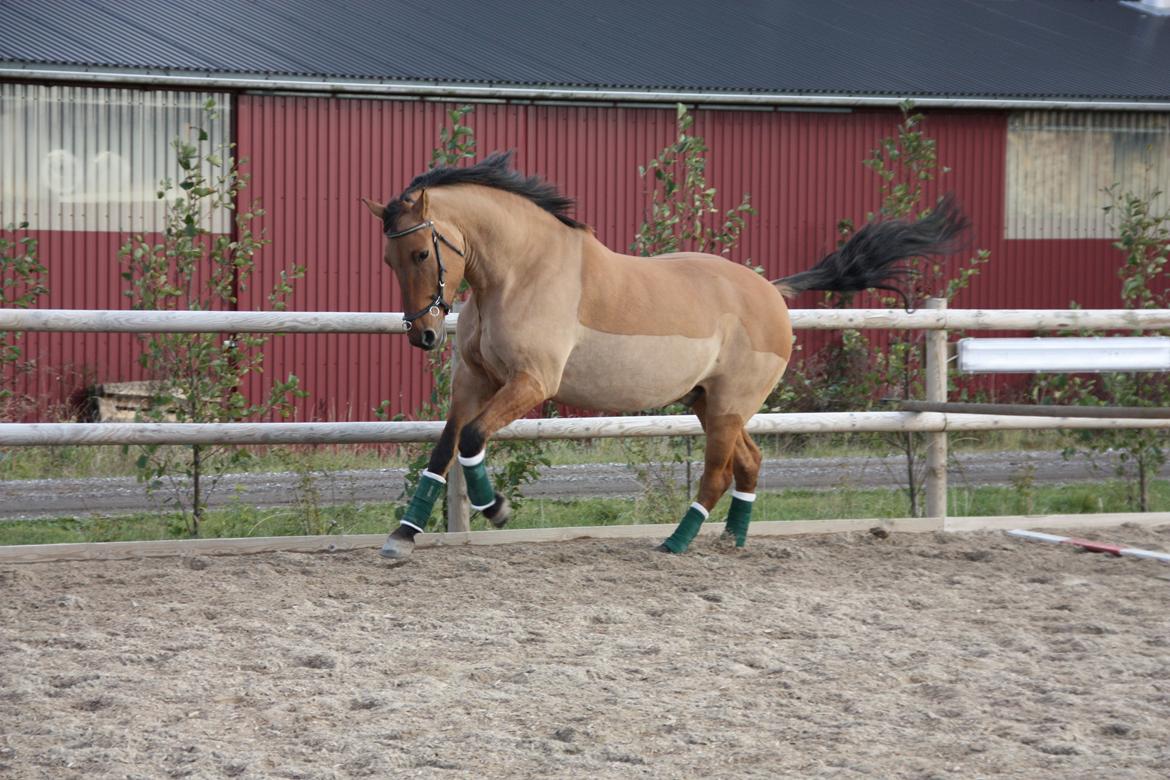Anden særlig race Callime (Død 2010) billede 9