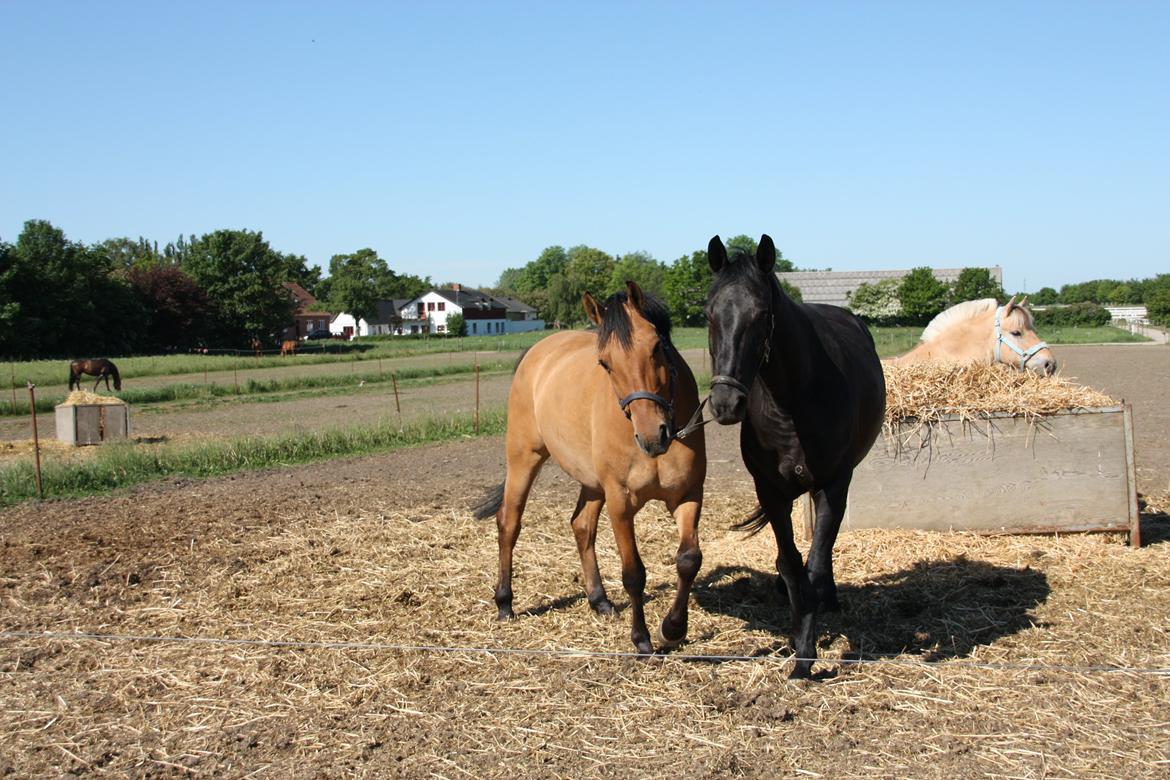 Anden særlig race Callime (Død 2010) billede 15