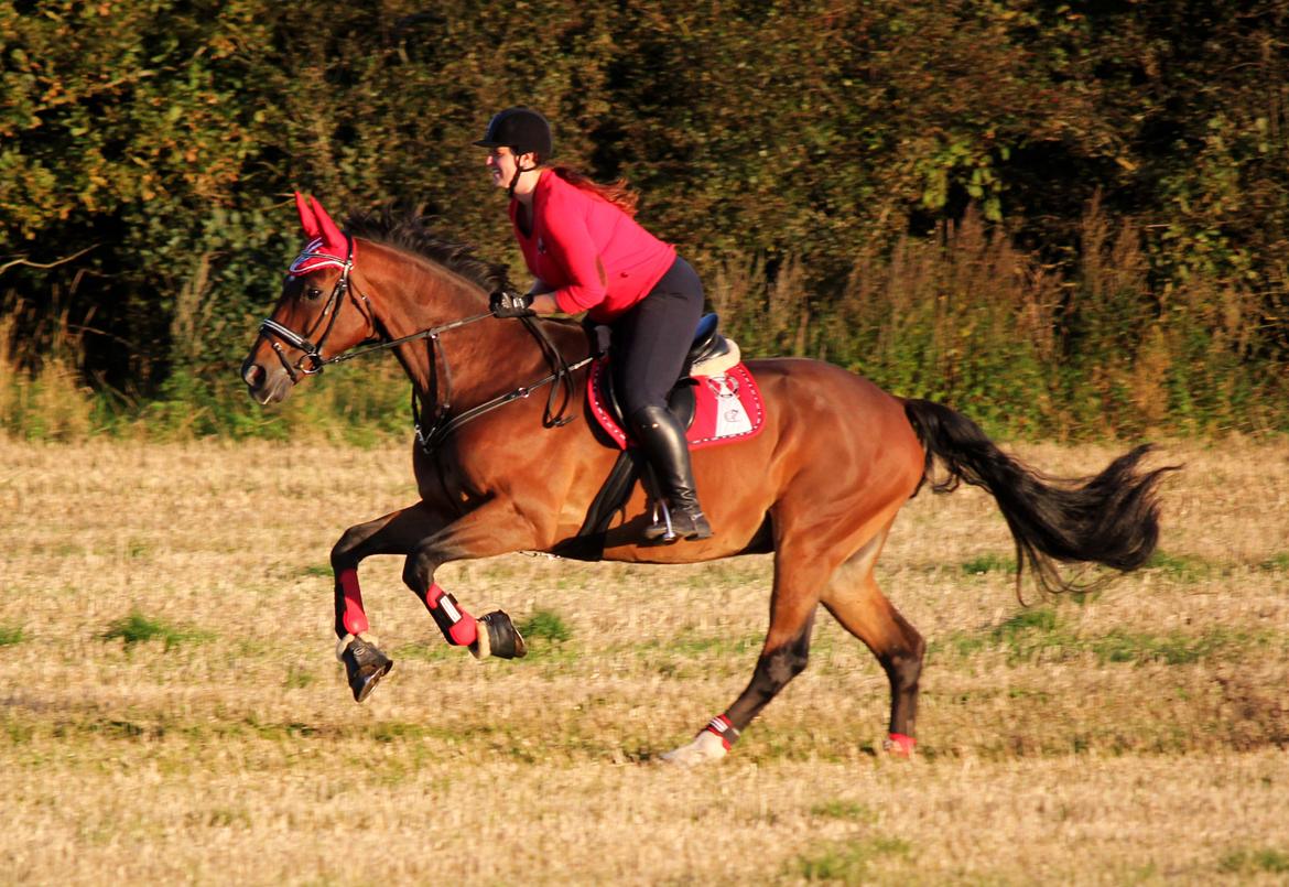Anden særlig race Dalvangs Casper - Casper og mig i fuld fart på stubmarken :) billede 39