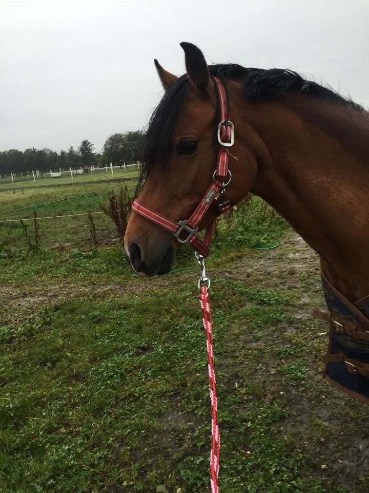 DSP Tovdal's indian sunrise billede 7