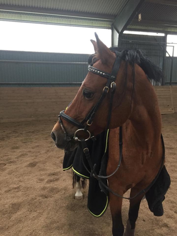 DSP Tovdal's indian sunrise - Rider hende for 6 gang billede 9