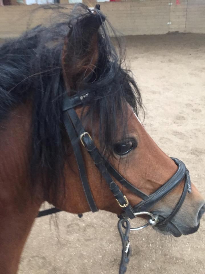 DSP Tovdal's indian sunrise - "Hej mor, er jeg flot nok nu efter en ryste tur?" billede 12