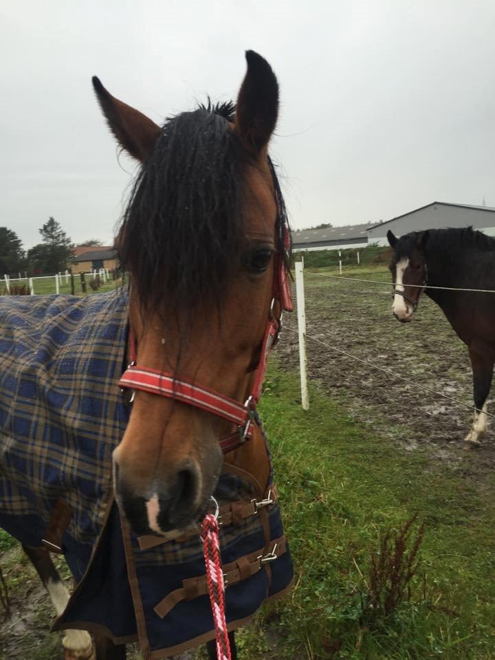 DSP Tovdal's indian sunrise billede 3