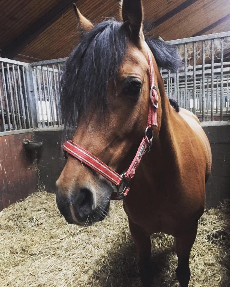 DSP Tovdal's indian sunrise billede 11