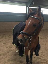 DSP Tovdal's indian sunrise billede 15