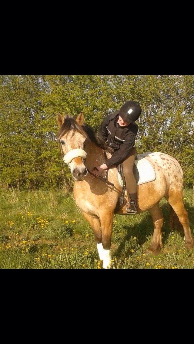 Anden særlig race Fjotte - "My Little Pony" <3 billede 15