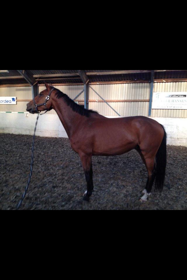 Dansk Varmblod Østergaards Don Casino billede 16