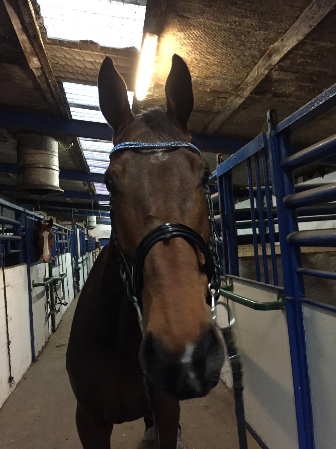 Dansk Varmblod Østergaards Don Casino billede 19