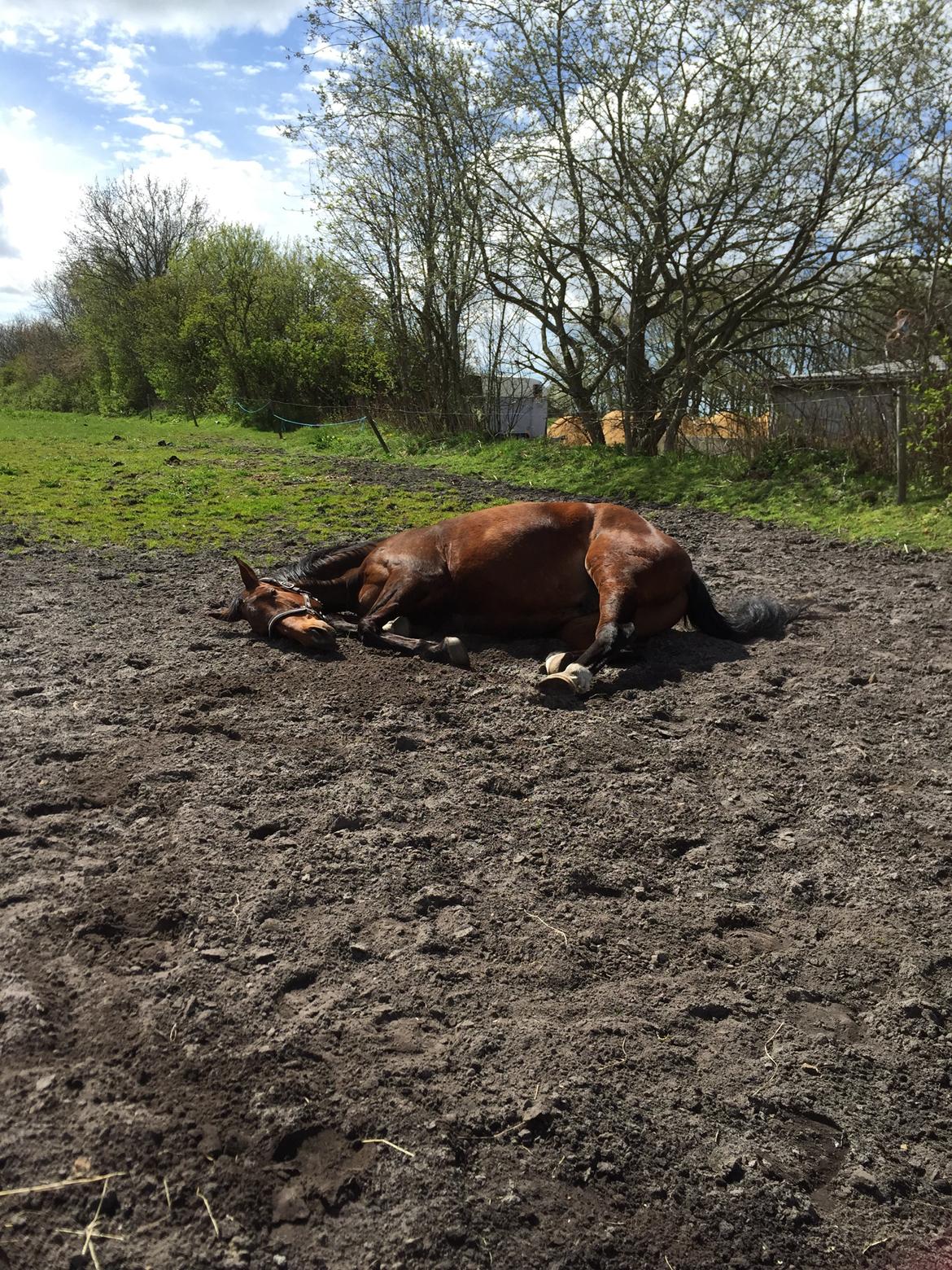 Dansk Varmblod Østergaards Don Casino billede 20