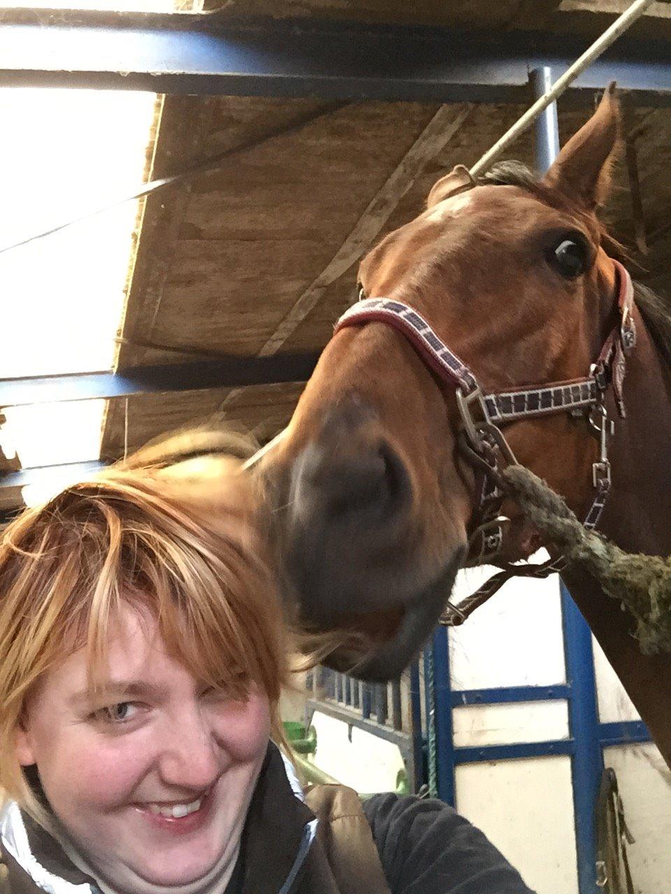 Dansk Varmblod Østergaards Don Casino billede 27