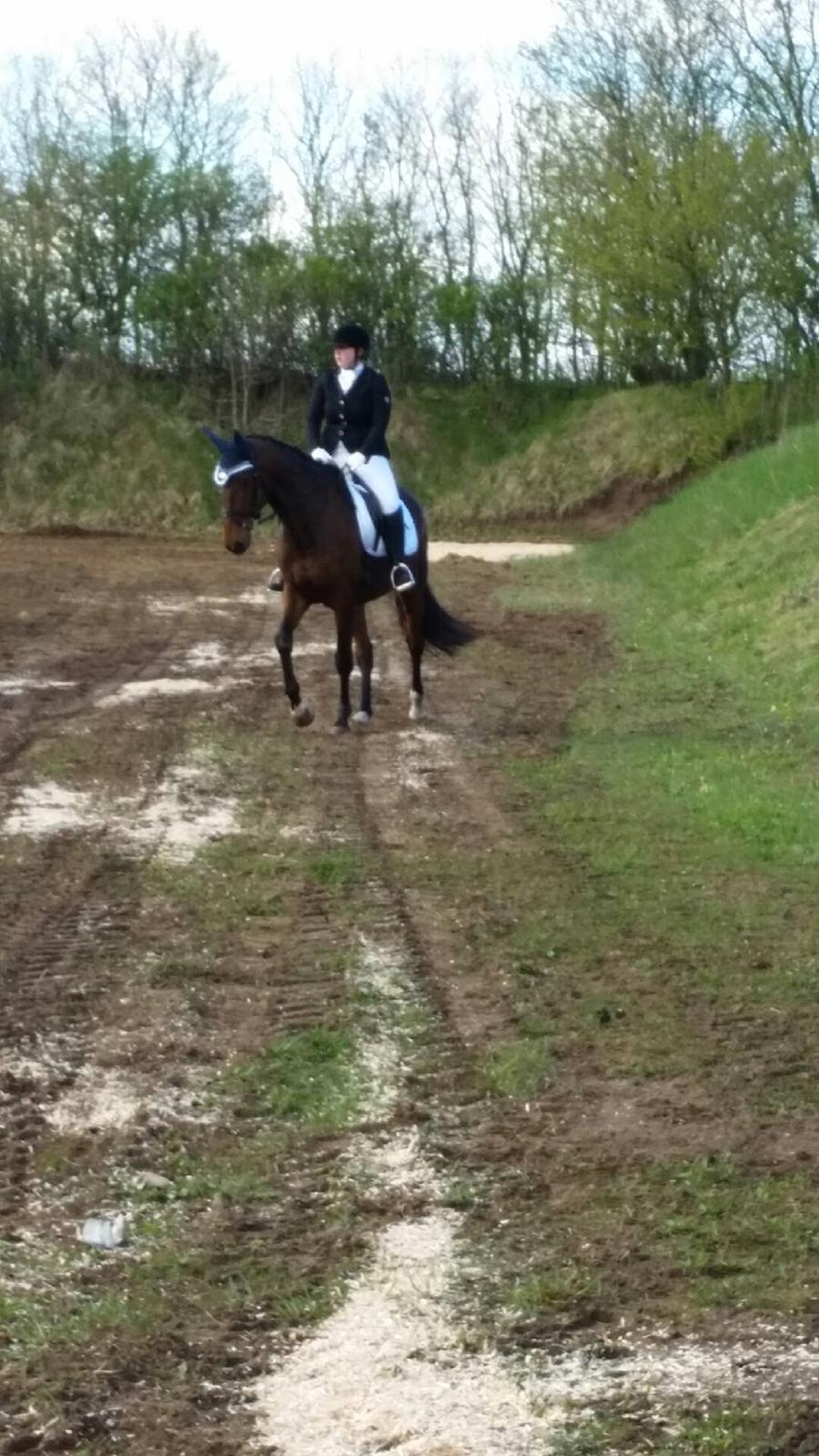 Dansk Varmblod Østergaards Don Casino - Opvarmning, meget nervøs og tændt billede 25