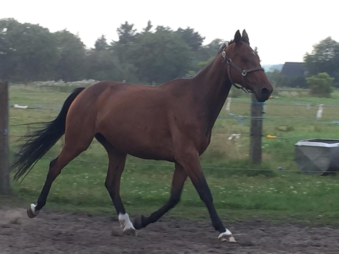 Dansk Varmblod Østergaards Don Casino billede 41