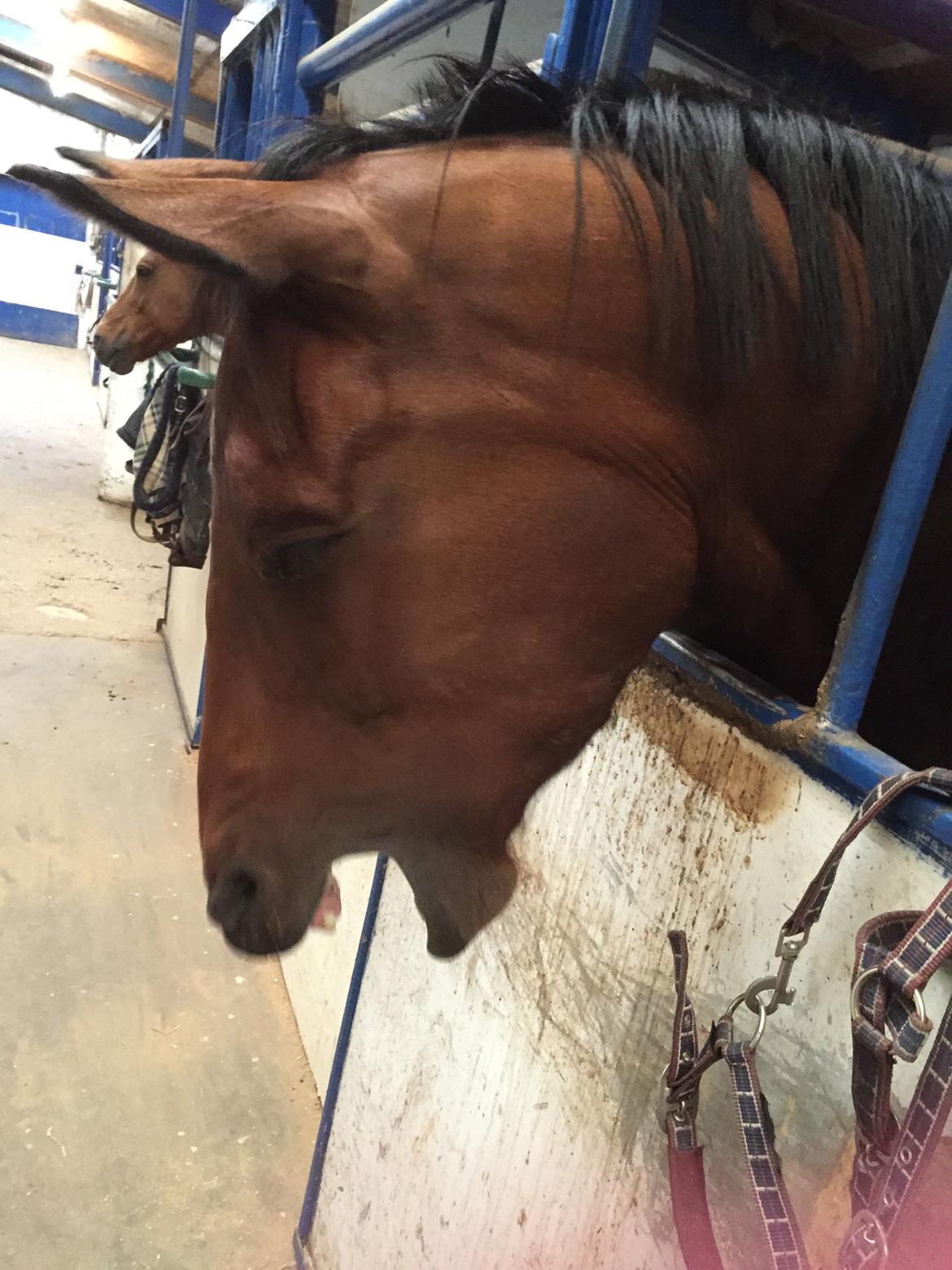 Dansk Varmblod Østergaards Don Casino - Ej, jeg er da godt nok træt :D billede 42