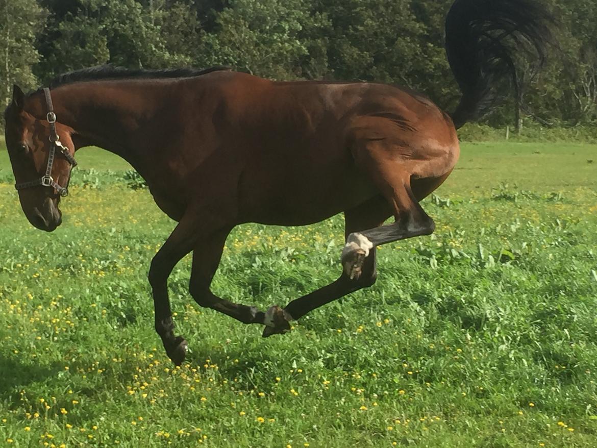 Dansk Varmblod Østergaards Don Casino - Karate hesten XD billede 39