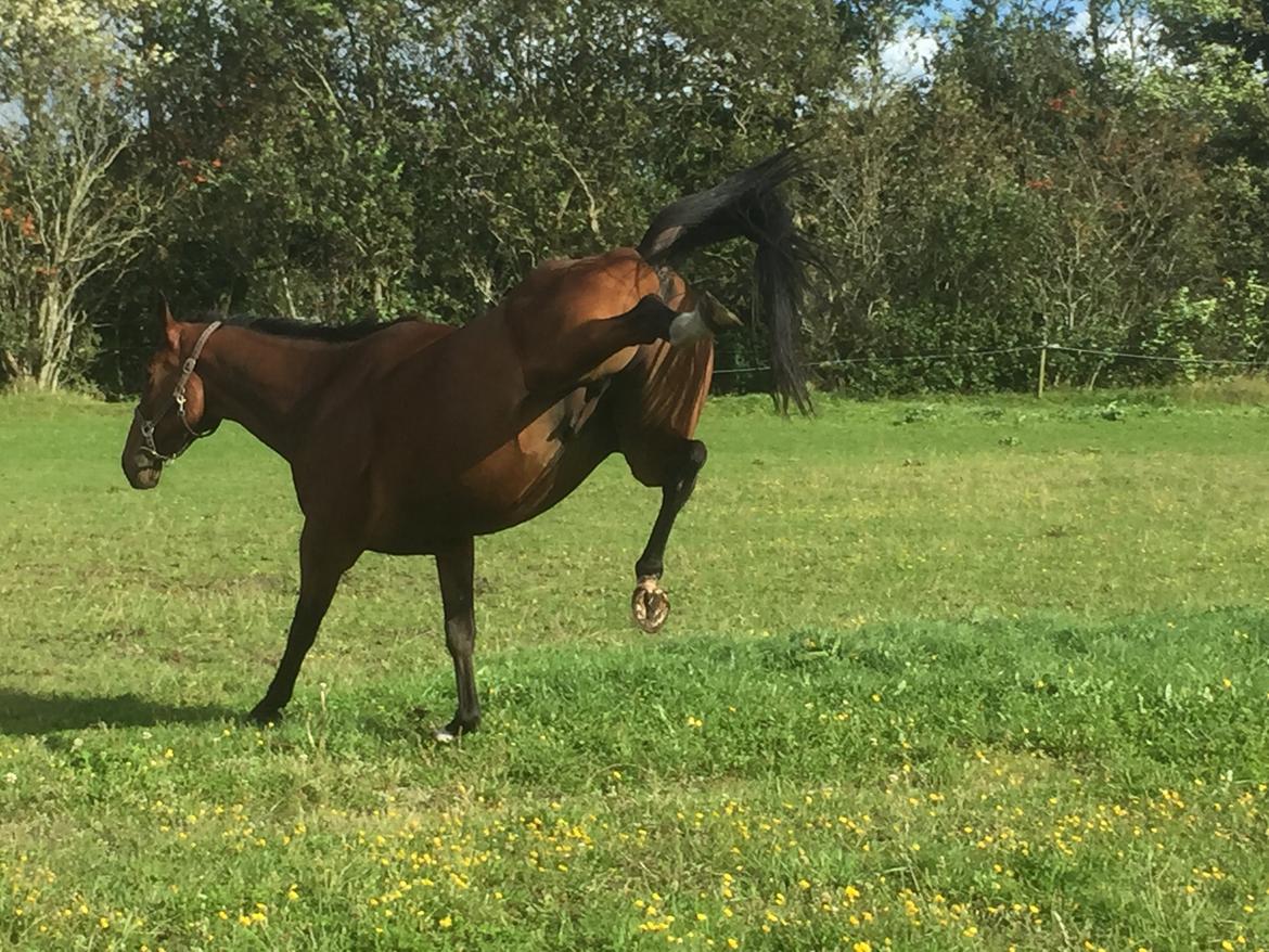 Dansk Varmblod Østergaards Don Casino - Kick your ass billede 40