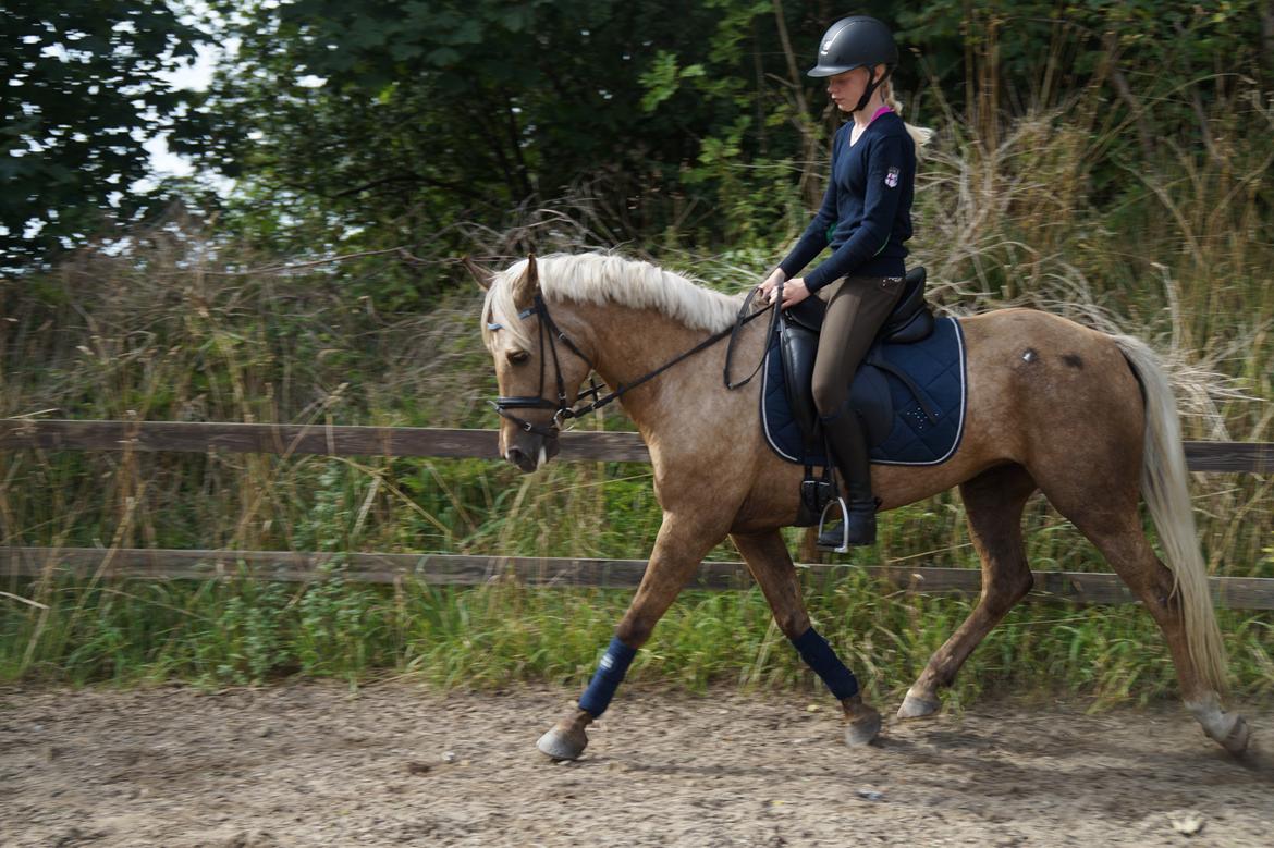 Palomino Stensgaardens chikita billede 13