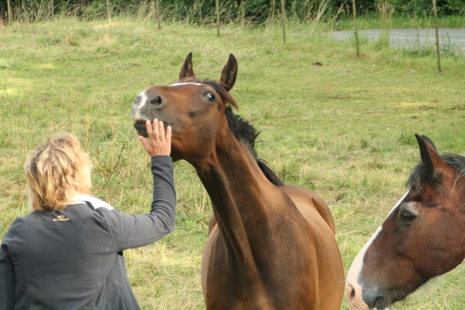 Dansk Varmblod Kildebo's Heartcon billede 42