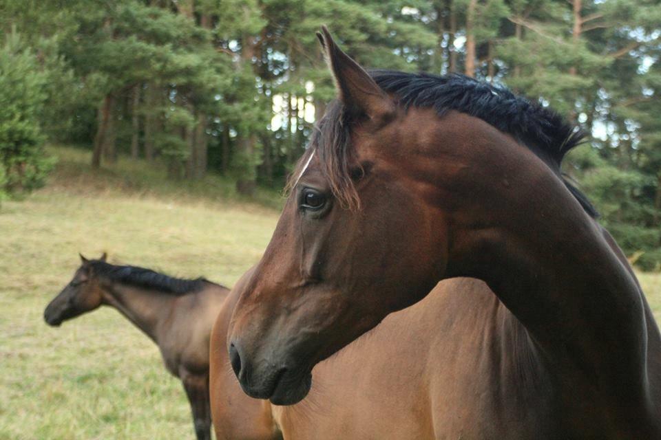 Dansk Varmblod Kildebo's Heartcon billede 43