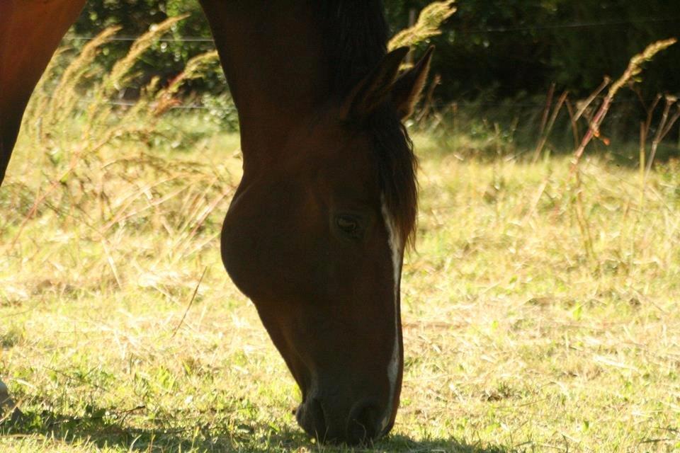 Dansk Varmblod Kildebo's Heartcon billede 46