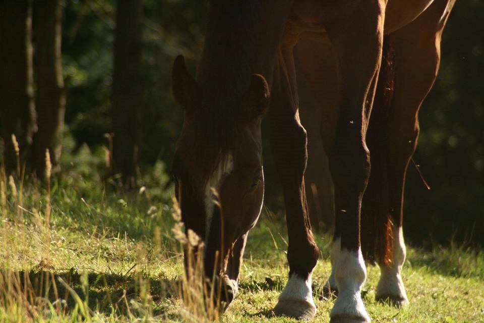 Dansk Varmblod Kildebo's Heartcon billede 47